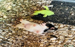 Jack Russell cani in vendita: Jack Russell pelo broken/ruvido a Calenzano - Immagine 21