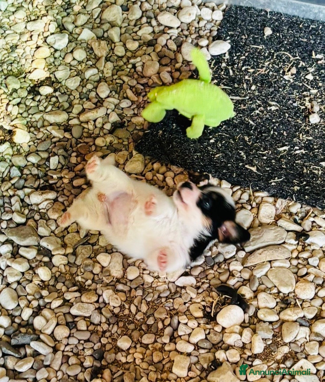 Jack Russell cani in vendita: Jack Russell pelo broken/ruvido a Calenzano - Immagine 21