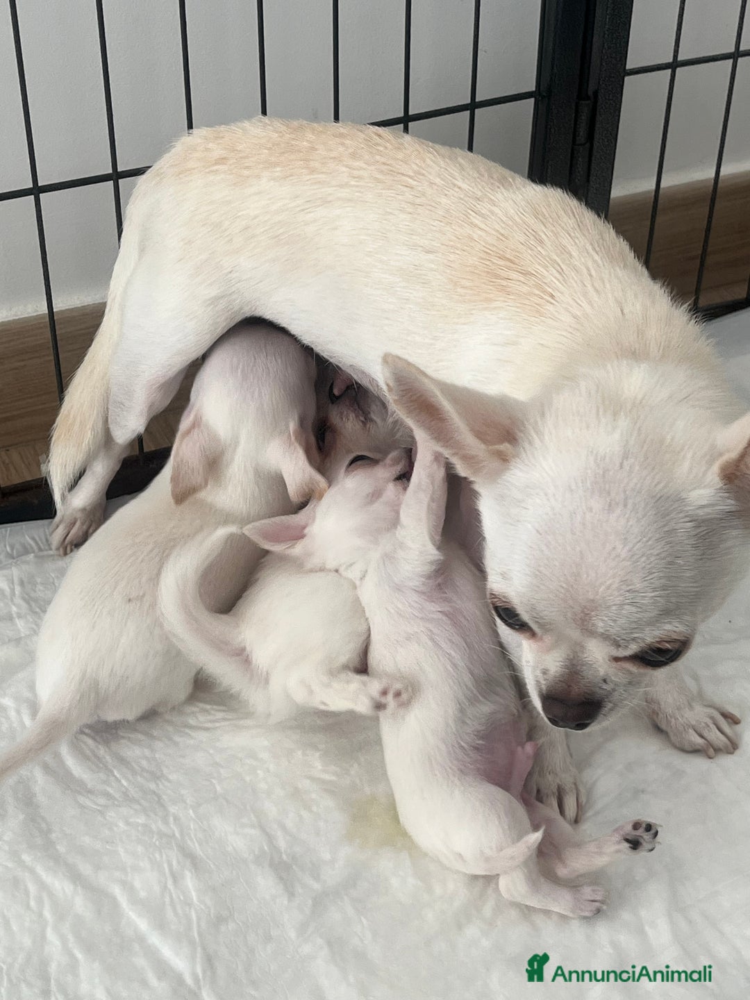 Chihuahua cani in vendita: Chihuahua maschi con pedigree - Annuncio 11