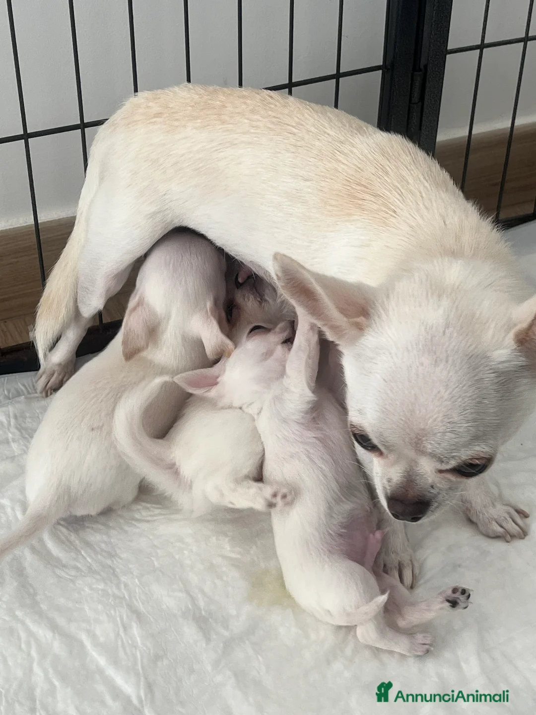 Chihuahua cani in vendita: Chihuahua maschi con pedigree - Annuncio 9