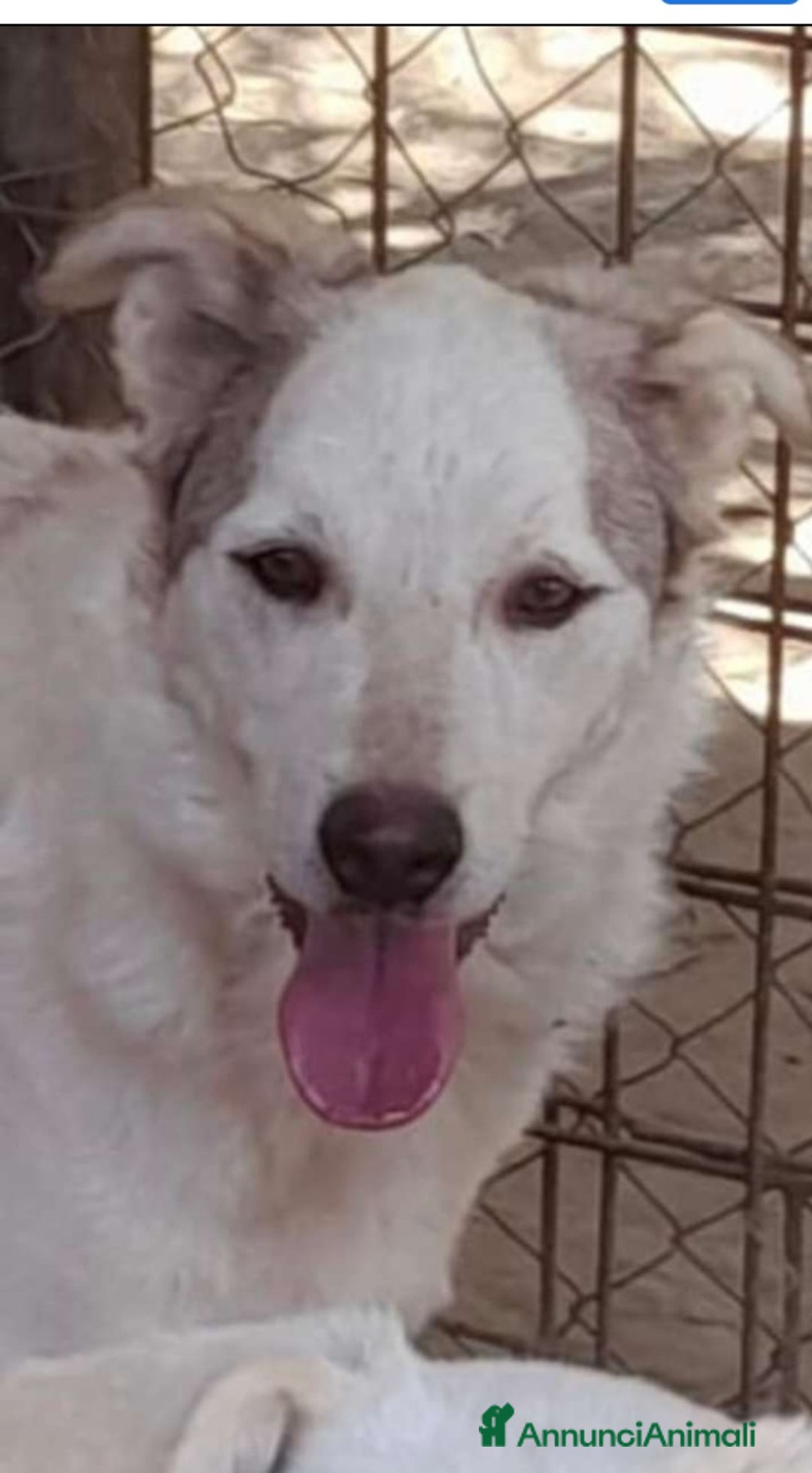 Meticcio cani in regalo: Basilio 3anni salvato 1anno fa da 1lager.LAZIO a Città metropolitana di Milano - Annuncio 2