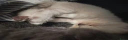 Scottish gatti in vendita: Splendori gattini schottisch Fold è brithish - Annuncio 2