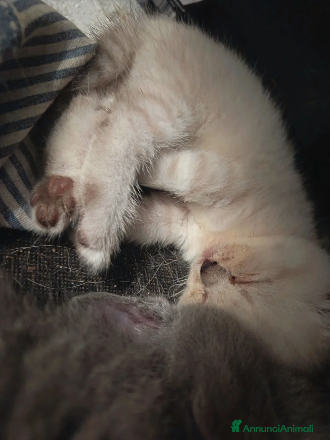 Scottish gatti in vendita: Splendori gattini schottisch Fold è brithish - Annuncio 2