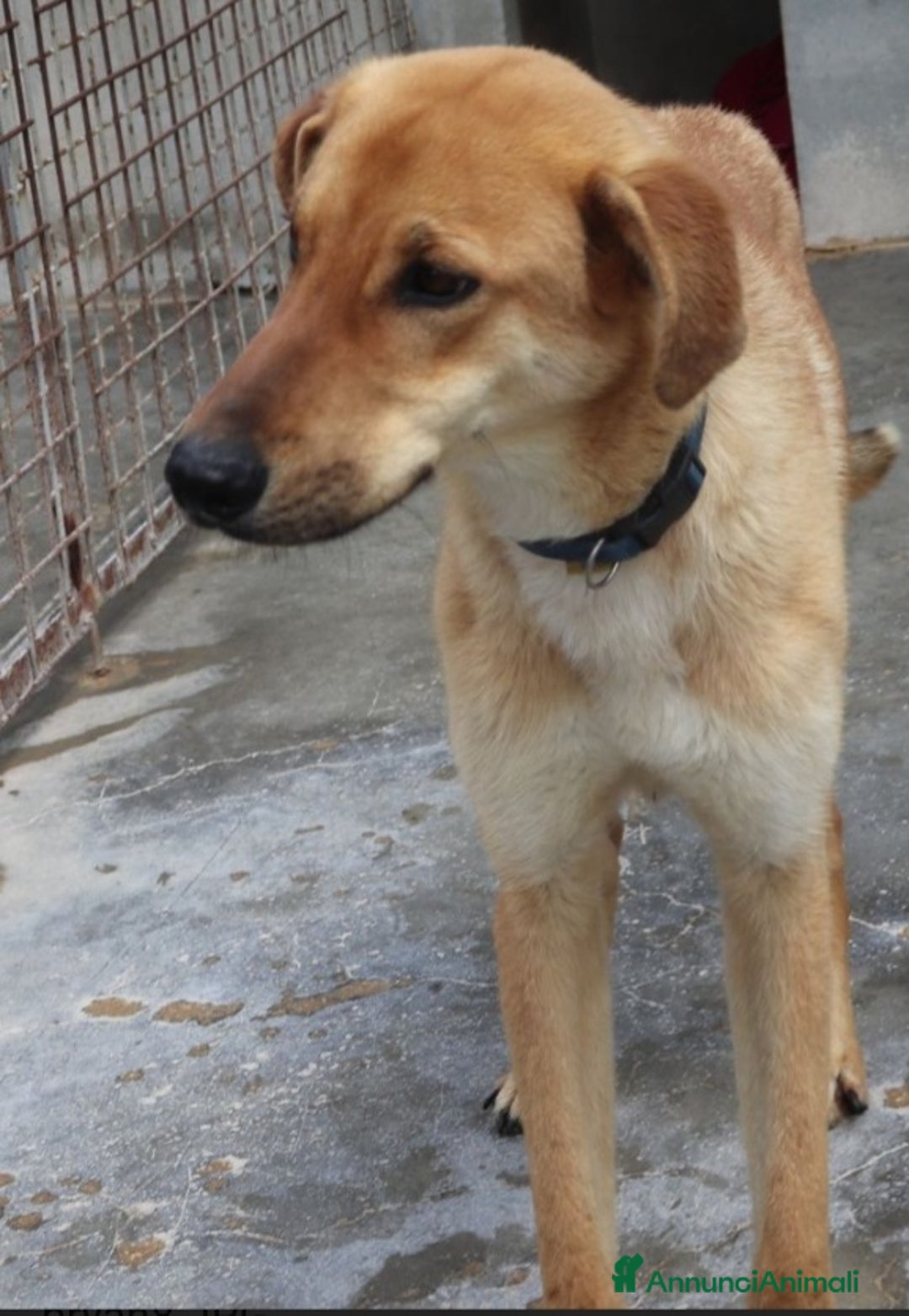 Meticcio cani in regalo: 18mesi tg media portato in canile,piange!PUGLIA a Città Metropolitana di Milano - Annuncio 3