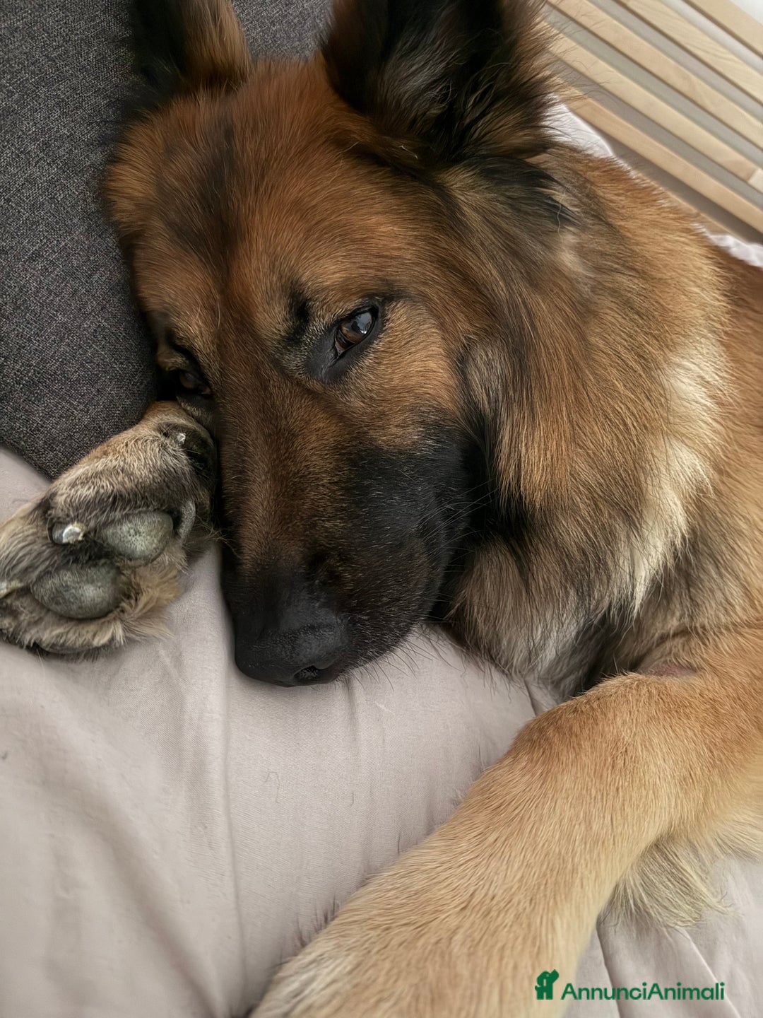 Meticcio cani per accoppiamento: Cerco femmina per accopiamento - Annuncio 5