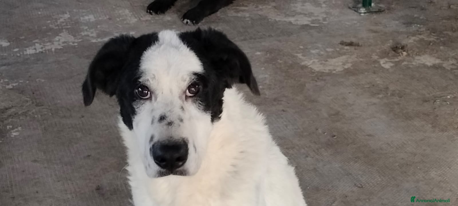 Meticcio cani TATI, CUCCIOLONA - Annuncio 1