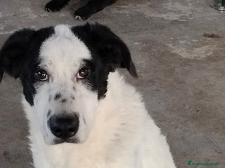 Meticcio cani TATI, CUCCIOLONA - Annuncio 1