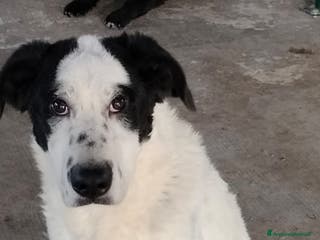 Meticcio cani TATI, CUCCIOLONA - Annuncio 30