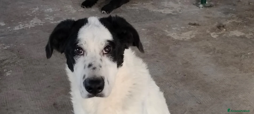 Meticcio cani in regalo: TATI, CUCCIOLONA - Annuncio 1