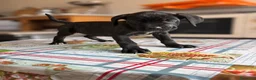 Cane Corso cani in vendita: Cucciola corso femmina a Città Metropolitana di Torino - Annuncio 2