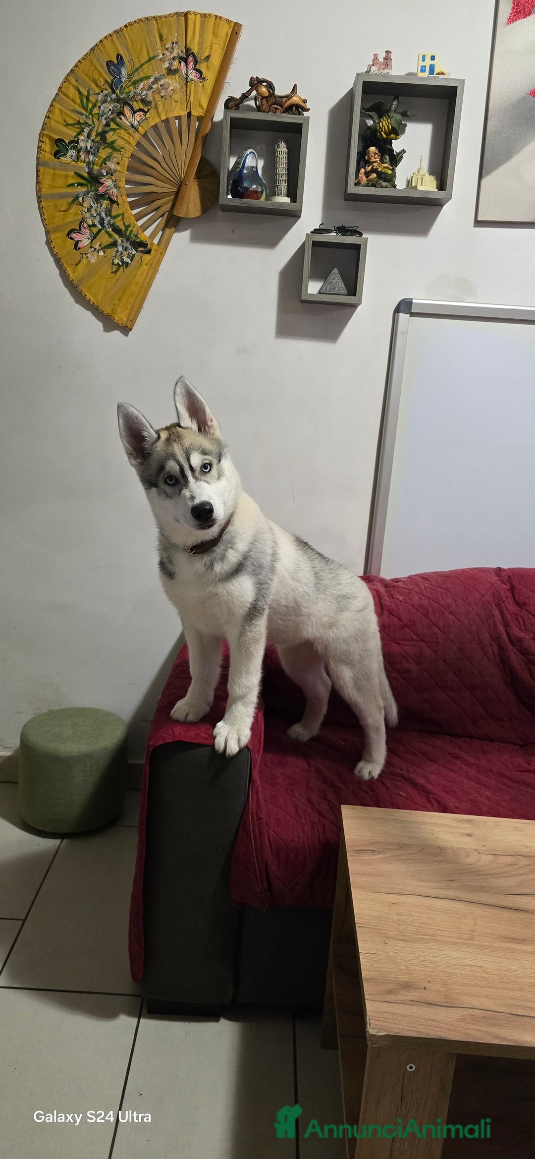 Husky cani in vendita: Cucciola husky a Provincia di Ascoli Piceno - Immagine 6