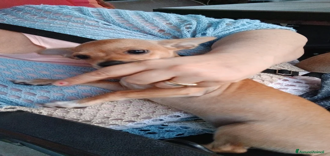 Immagine della galleria {{count}}