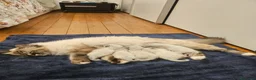 Sacro di Birmania gatti in vendita: Cuccioli Sacro di Birmania disponibili  - Annuncio 6