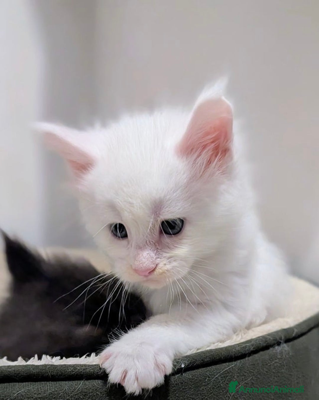 Maine Coon gatti in vendita: Bellissimi cuccioli di Maine Coon - Annuncio 5