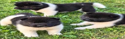 Akita Americano cani in vendita: Cuccioli Akita Americano  - Annuncio 8