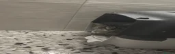 Meticcio gatti in regalo: Trilly gattina Fiv dolcissima a Città Metropolitana di Genova - Annuncio 6