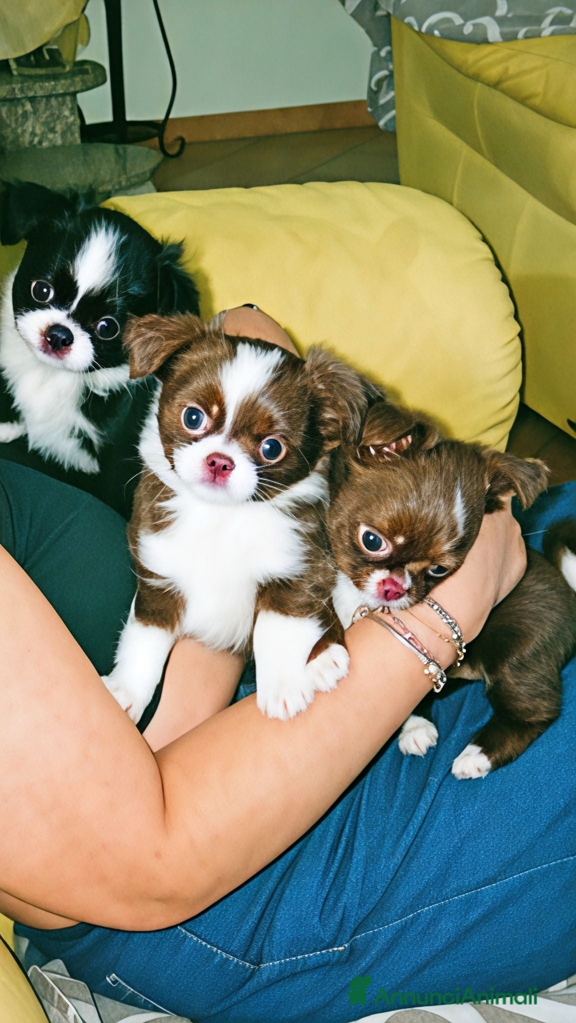Chihuahua cani Chihuahua a pelo lungo  - Annuncio 7