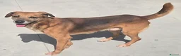 Meticcio cani in regalo: 16 kg, 4 anni rischia il canile    - Annuncio 2