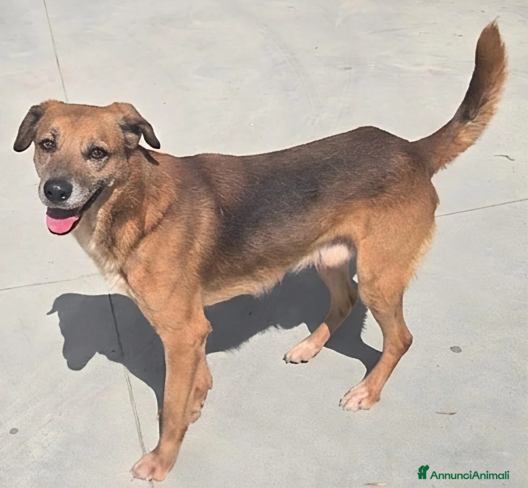 Meticcio cani in regalo: 16 kg, 4 anni rischia il canile    - Annuncio 2