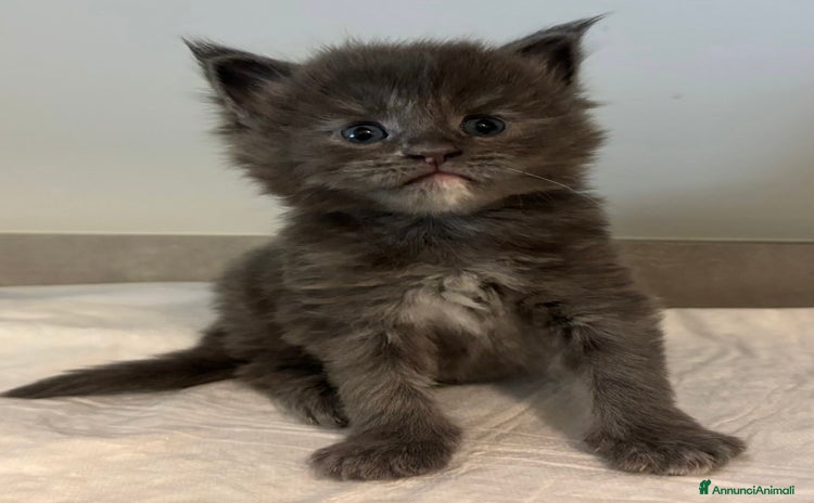Maine Coon gatti a Provincia di Bergamo - Annuncio 10
