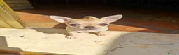 Chihuahua cani in vendita: Cucciola di chihuahua a Provincia di Piacenza - Annuncio 2
