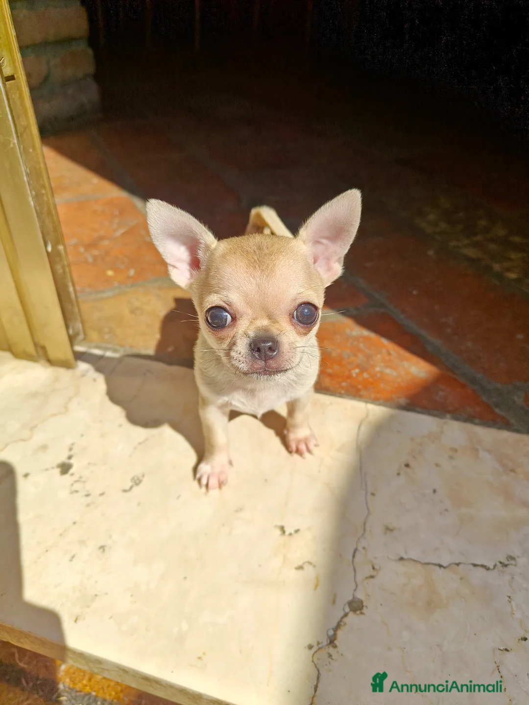 Chihuahua cani in vendita: Cucciola di chihuahua a Provincia di Piacenza - Annuncio 2