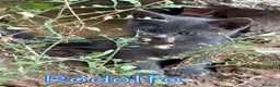 Certosino gatti in regalo: RODOLFO DOLCISSIMO SIMILCERTOSINO - Annuncio 3