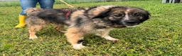 Meticcio cani in regalo: PRUGNA STUPENDA - Annuncio 3