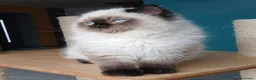 Ragdoll gatti in vendita: Splendidi cuccioli di ragdoll - Annuncio 8