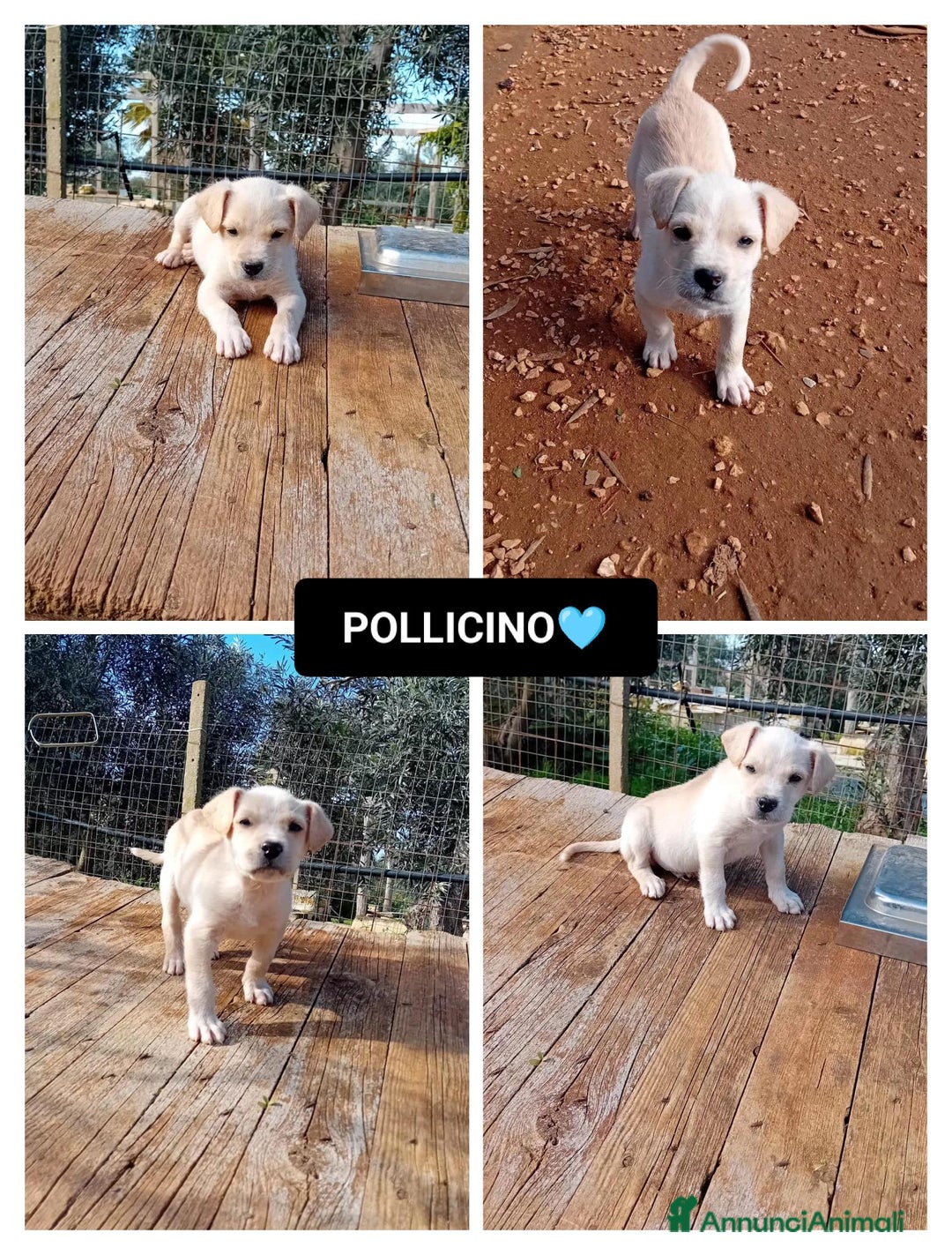 Altre razze cani in regalo: pollicino - Annuncio 1