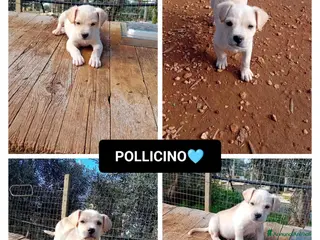 Altre razze cani pollicino - Annuncio 36