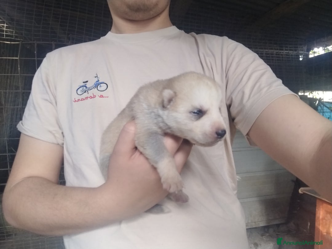 Husky cani in vendita: Cuccioli di Siberian Husky  - Annuncio 12