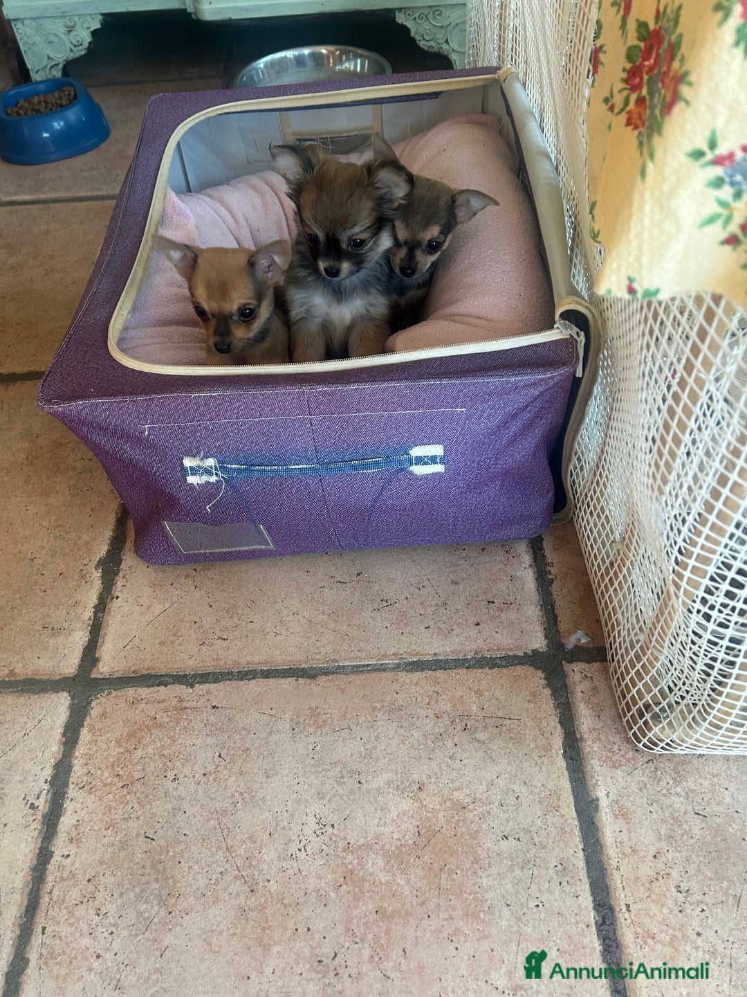 Chihuahua cani in vendita: Tre Cuccioli femmine - Annuncio 4