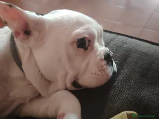 Bulldog Francese cani Bulldog francese - Annuncio 3