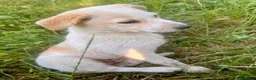 Meticcio cani in regalo: Cucciola 3 mesi femmina taglia media - Annuncio 3