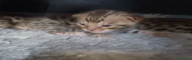 Bengala 2