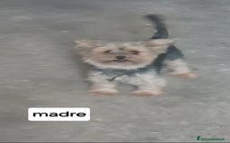 Yorkshire cani in vendita: Yorkschire  a Libero consorzio comunale di Agrigento - Immagine 6