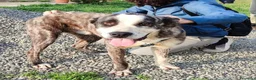 Meticcio cani in regalo: OTIS DOLCISSIMO CUCCIOLO  a Città Metropolitana di Genova - Annuncio 1
