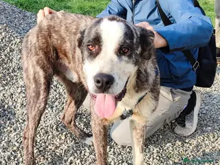 Meticcio cani OTIS DOLCISSIMO CUCCIOLO - Annuncio 5