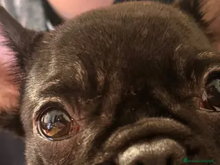 Bulldog Francese cani Bulldog francese - Annuncio 3