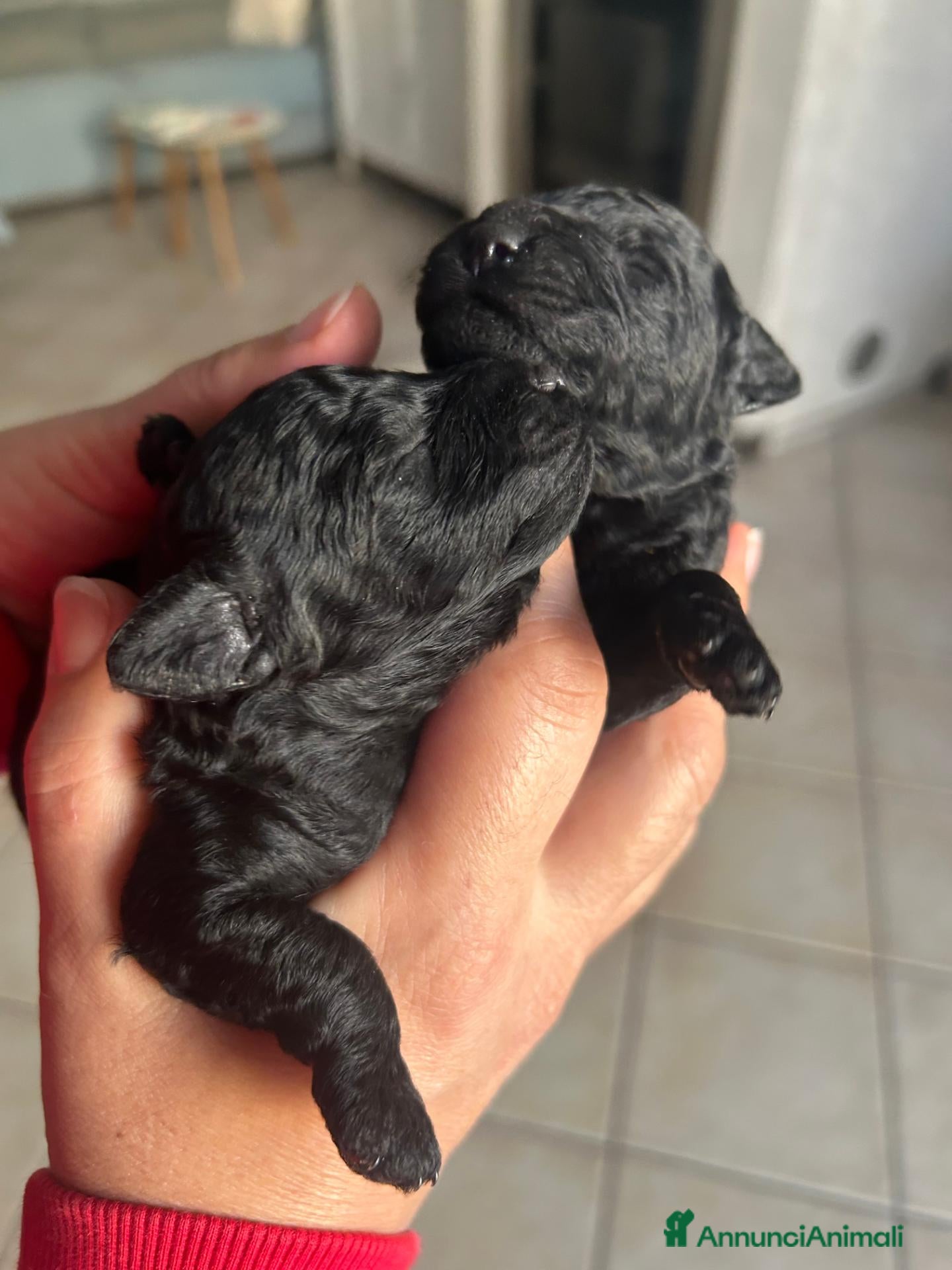 Barboncino cani Barboncini neri nani con Pedigree Enci - Annuncio 1