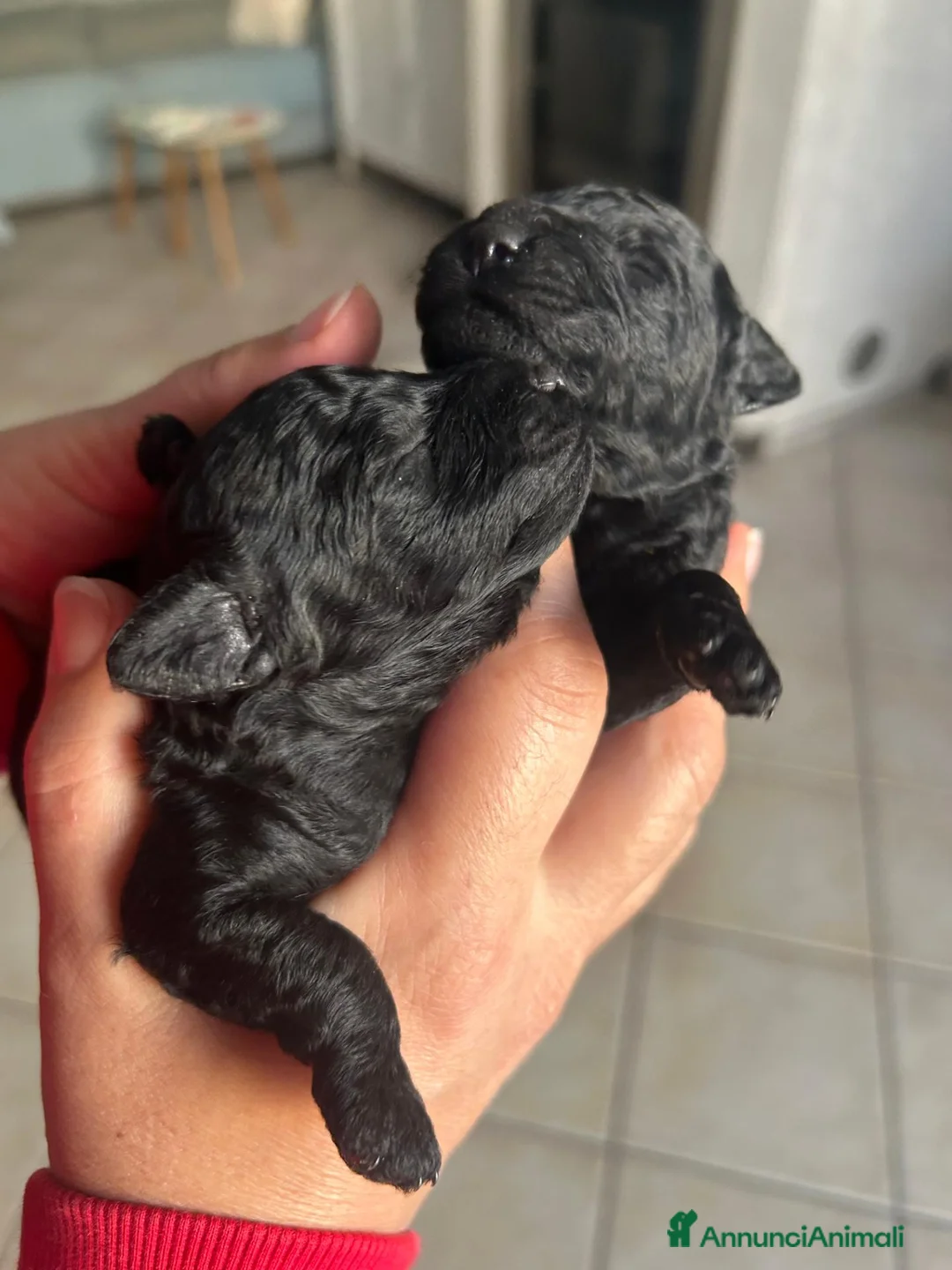 Barboncino cani in vendita: Barboncini neri nani con Pedigree Enci - Annuncio 1
