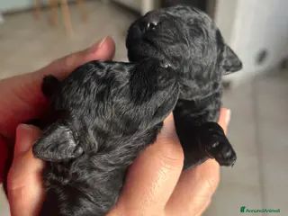 Barboncino cani Barboncini neri nani con Pedigree Enci - Annuncio 2