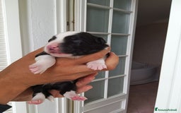 Border Collie cani in vendita: Cuccioli Border Collie a Città Metropolitana di Torino - Immagine 23