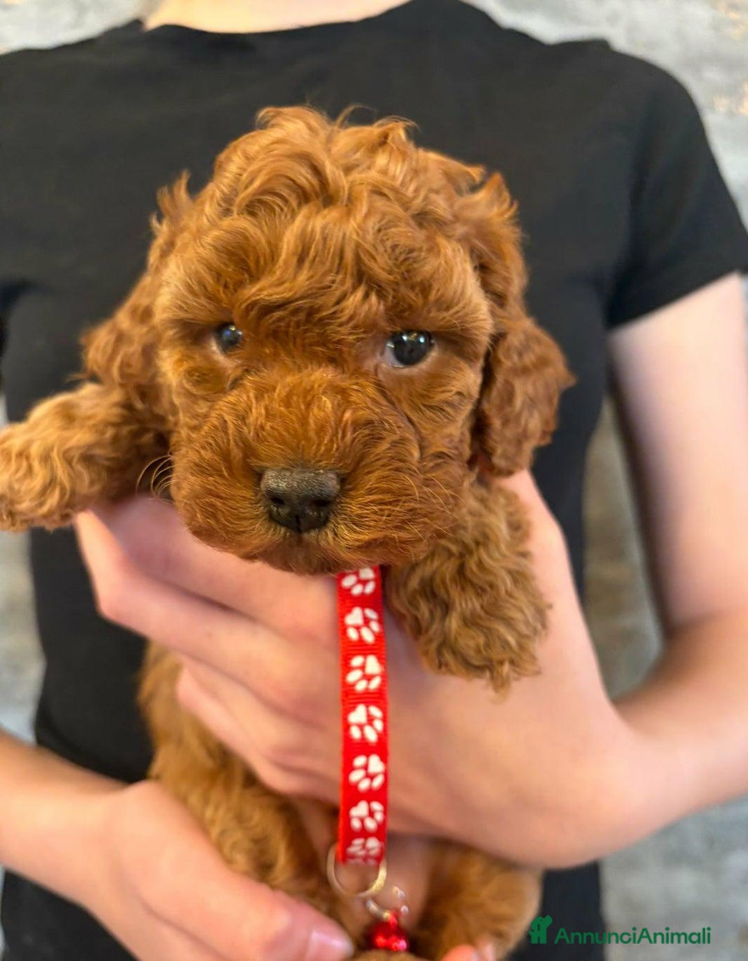 Cockapoo cani in vendita: Cuccioli di Cockapoo F2b disponibili - Annuncio 8