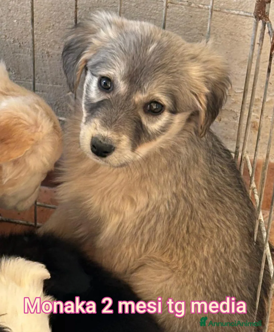 Meticcio cani in regalo: CUCCIOLI ESCLUSI E SOLI! - Annuncio 11