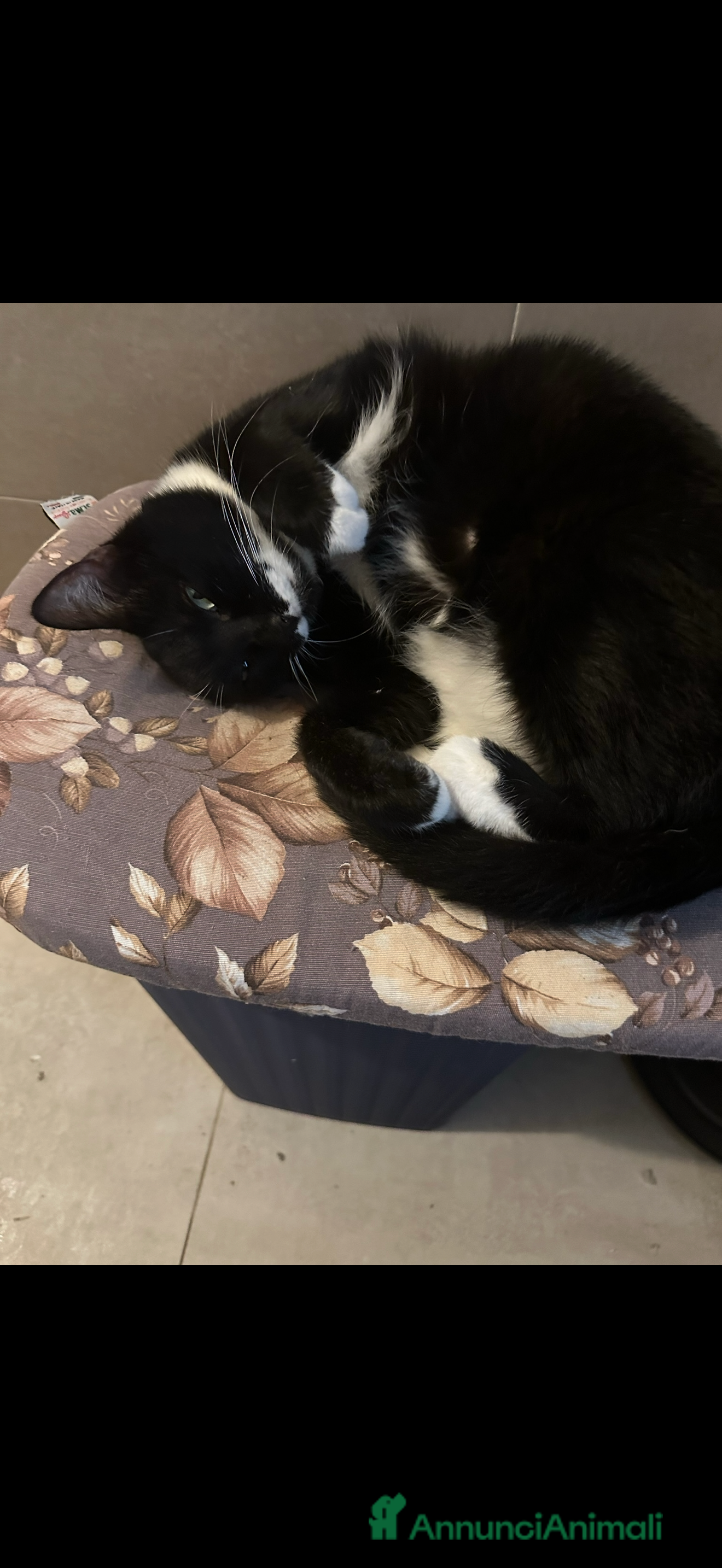 Meticcio gatti Gatti in adozione  - Annuncio 2