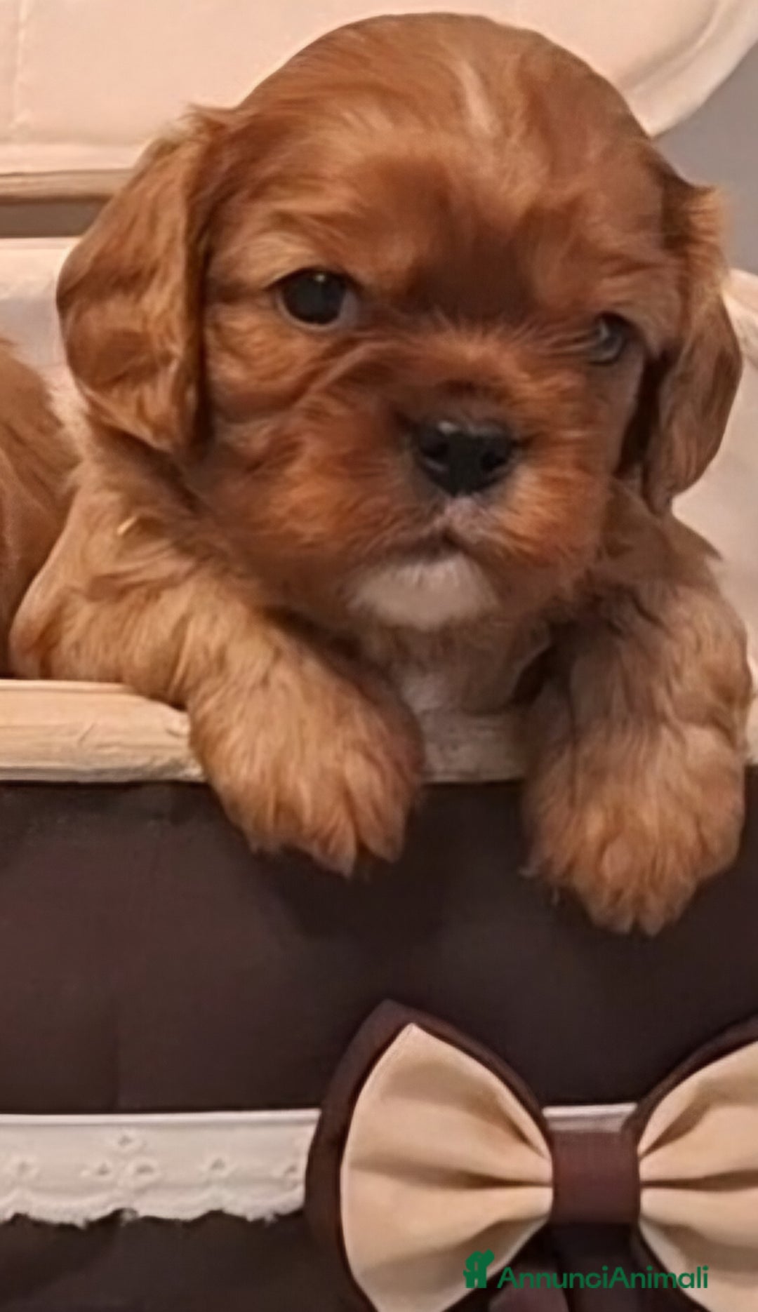 Cavalier King cani in vendita: Cucciole di Cavalier King ruby pedigree e affisso - Annuncio 2