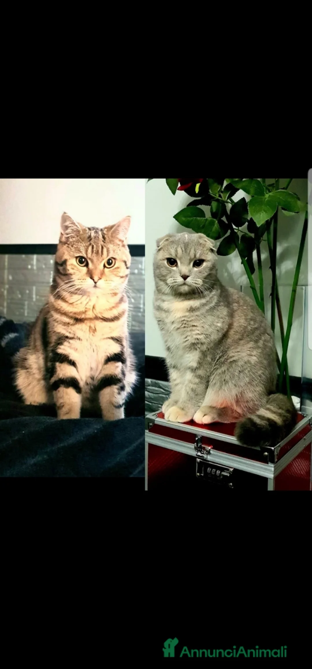 Scottish gatti in vendita: Scottish femmina  - Annuncio 4