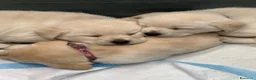 Labrador cani in vendita: Splendidi Cuccioli di Labrador - Annuncio 3